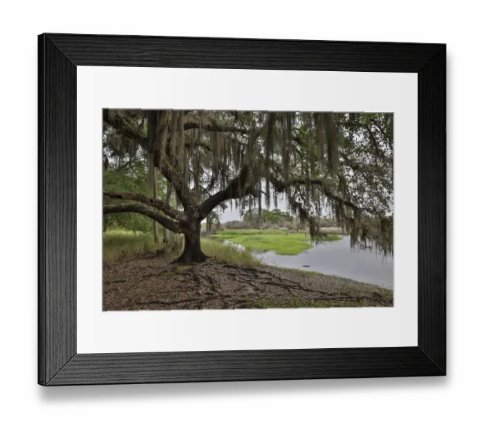 Framed Print : USA, Florida, Sarasota, Myakka River State Park