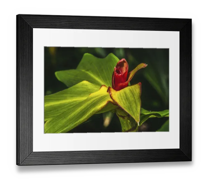 Framed Print : African arrowroot plant Framed Print : African arrowroot plant