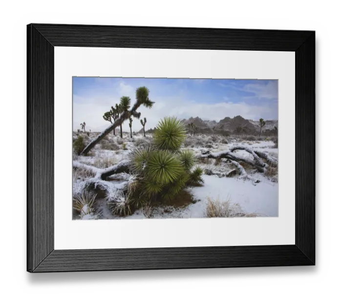 Framed Print : Winter storm, Joshua Tree National Park, California Framed Print : Winter storm, Joshua Tree National Park, California
