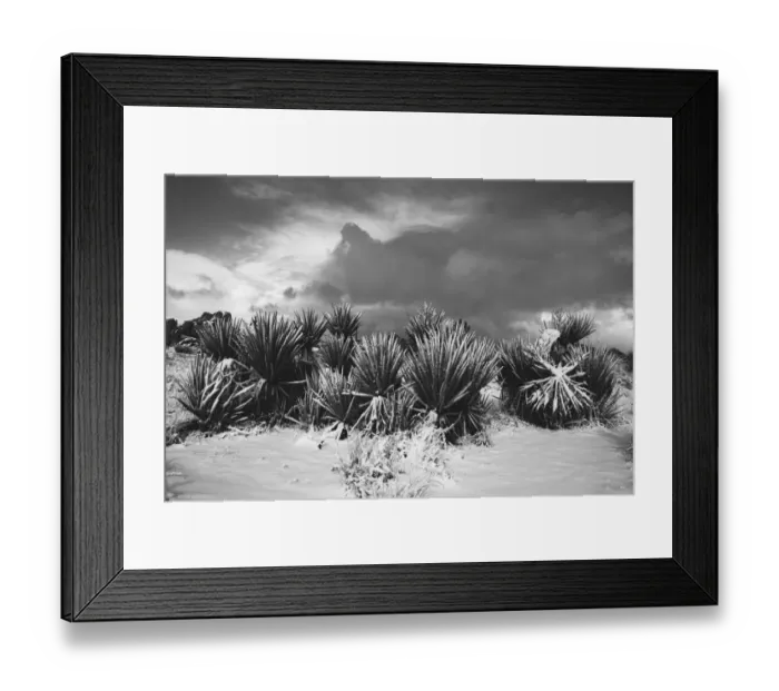 Framed Print : Winter storm, Joshua Tree National Park, California Framed Print : Winter storm, Joshua Tree National Park, California