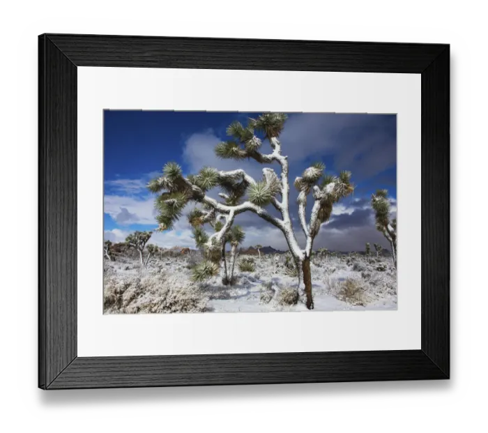 Framed Print : Winter storm, Joshua Tree National Park, California Framed Print : Winter storm, Joshua Tree National Park, California