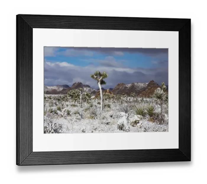 Framed Print : Winter storm, Joshua Tree National Park, California Framed Print : Winter storm, Joshua Tree National Park, California