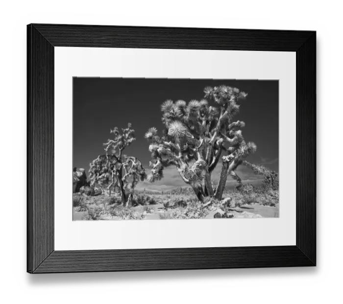 Framed Print : Winter storm, Joshua Tree National Park, California Framed Print : Winter storm, Joshua Tree National Park, California