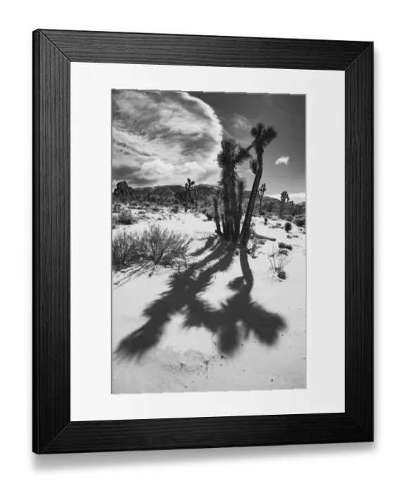 Framed Print : Winter storm, Joshua Tree National Park, California
