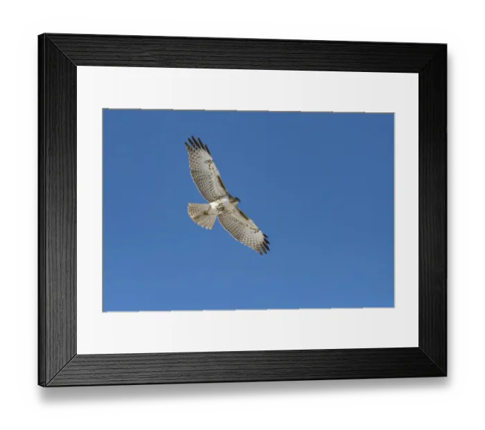 Framed Print : Hawk flying Framed Print : Hawk flying