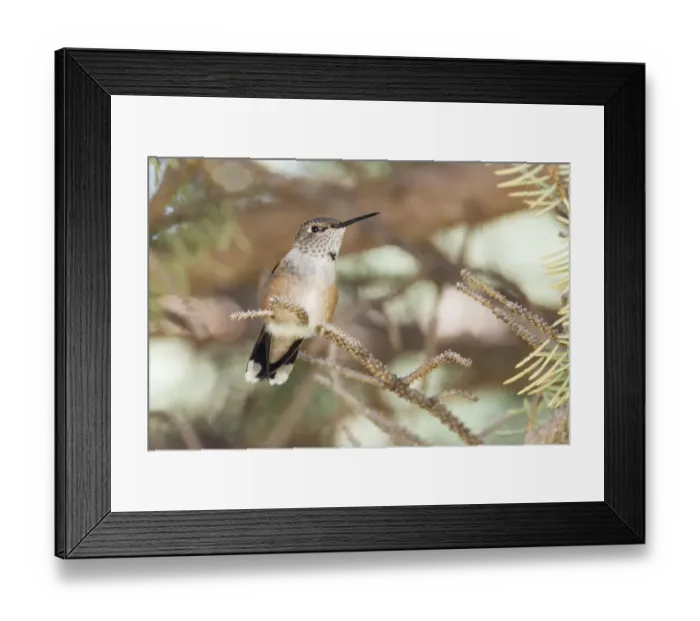 Framed Print : Hummingbird Framed Print : Hummingbird