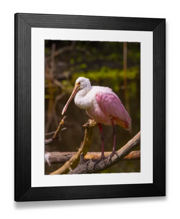 Framed Print : USA, Florida, Sarasota, Myakka River State Park, Perched Roseate Spoonbill Framed Print : USA, Florida, Sarasota, Myakka River State Park, Perched Roseate Spoonbill
