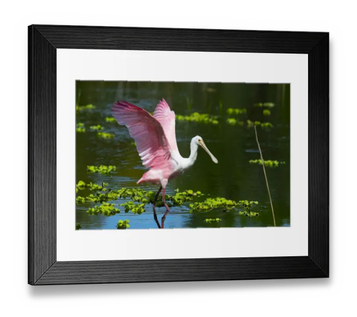 Framed Print : USA, Florida, Sarasota, Myakka River State Park, Roseate Spoonbill Wings Raised Framed Print : USA, Florida, Sarasota, Myakka River State Park, Roseate Spoonbill Wings Raised