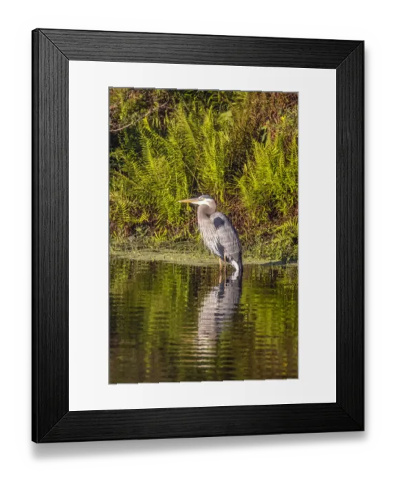 Framed Print : USA, Florida, Celebration. A grey heron enjoying the morning sun