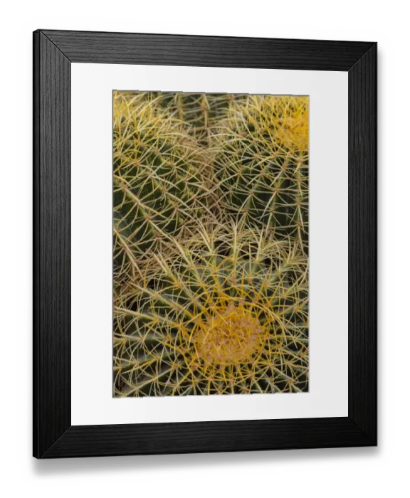 Framed Print : Golden Barrel Cactus at the Arizona Sonoran Desert Museum in Tucson, Arizona, USA Framed Print : Golden Barrel Cactus at the Arizona Sonoran Desert Museum in Tucson, Arizona, USA
