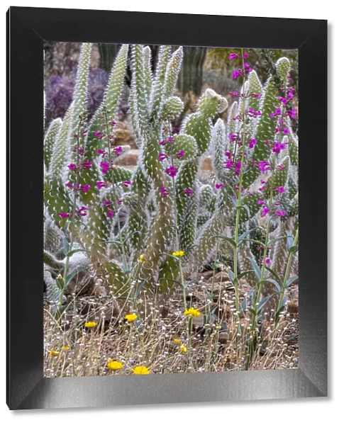 Wooly Jacket Prickly Pear Cactus and Penstemon at the Arizona Sonoran Desert Museum in