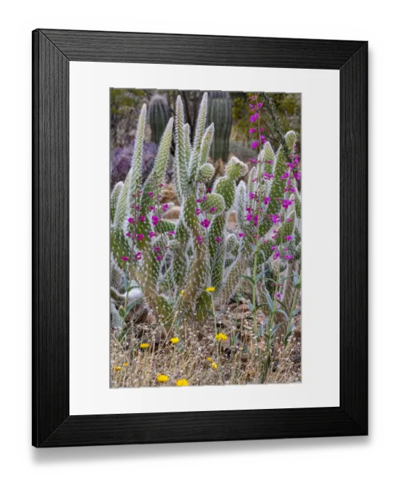 Framed Print : Wooly Jacket Prickly Pear Cactus and Penstemon at the Arizona Sonoran Desert Museum in