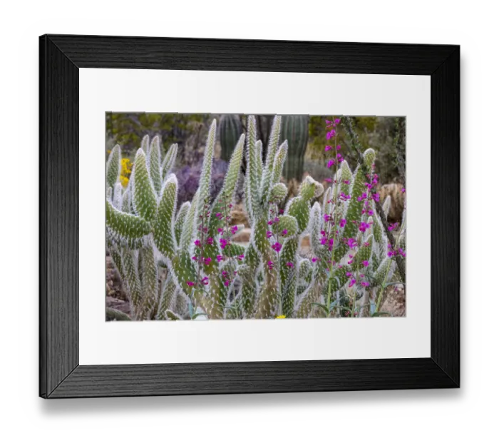 Framed Print : Wooly Jacket Prickly Pear Cactus and Penstemon at the Arizona Sonoran Desert Museum in