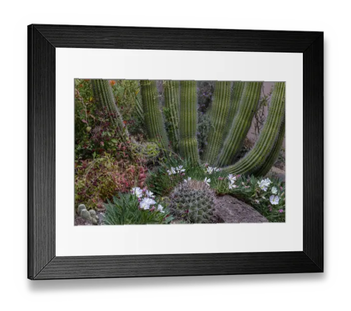 Framed Print : Spring floral desert gardens at the Arizona Sonoran Desert Museum in Tucson, Arizona, USA Framed Print : Spring floral desert gardens at the Arizona Sonoran Desert Museum in Tucson, Arizona, USA