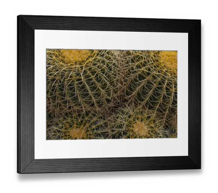 Framed Print : Golden Barrel Cactus at the Arizona Sonoran Desert Museum in Tucson, Arizona, USA Framed Print : Golden Barrel Cactus at the Arizona Sonoran Desert Museum in Tucson, Arizona, USA