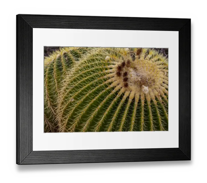 Framed Print : Golden Barrel Cactus at the Arizona Sonoran Desert Museum in Tucson, Arizona, USA Framed Print : Golden Barrel Cactus at the Arizona Sonoran Desert Museum in Tucson, Arizona, USA