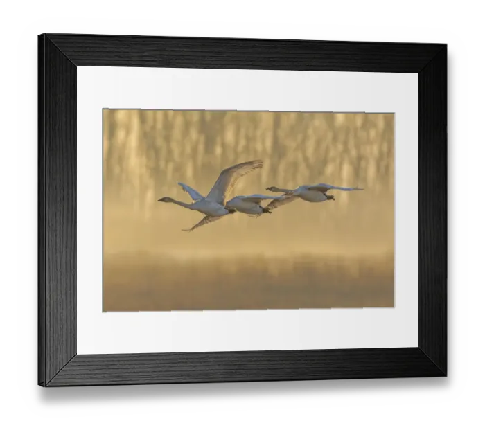 Framed Print : Trumpeter Swans (Cygnus buccinator) in flight at sunrise Riverlands Migratory Bird Framed Print : Trumpeter Swans (Cygnus buccinator) in flight at sunrise Riverlands Migratory Bird