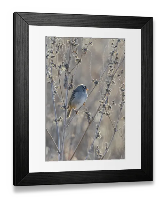 Framed Print : White-crowned Sparrow (Zonotrichia leucophrys), St. Charles County, Missouri Framed Print : White-crowned Sparrow (Zonotrichia leucophrys), St. Charles County, Missouri