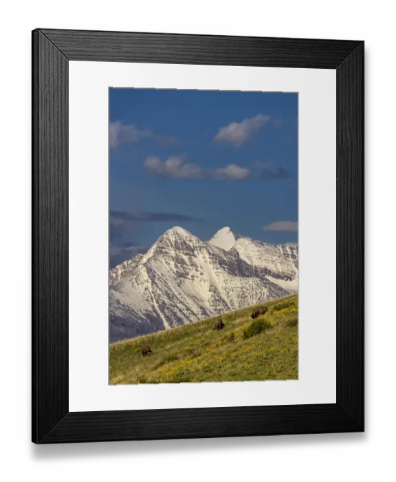 Framed Print : Bison bulls grazing in balsamroot with dramatic Mission Mountains at the National Bison Framed Print : Bison bulls grazing in balsamroot with dramatic Mission Mountains at the National Bison
