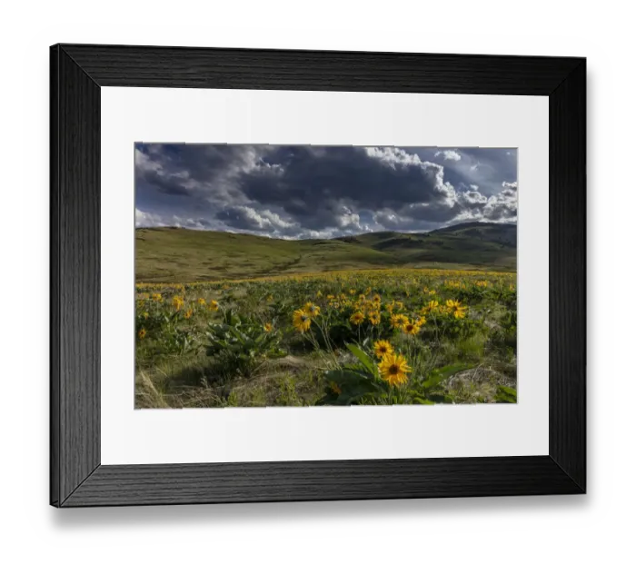 Framed Print : Arrowleaf balsamroot in the hills at the National Bison Range in Moiese, Montana, USA