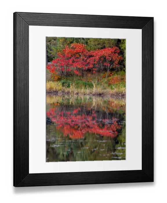 Framed Print : USA, Minnsota, Duluth, Fall Color Framed Print : USA, Minnsota, Duluth, Fall Color
