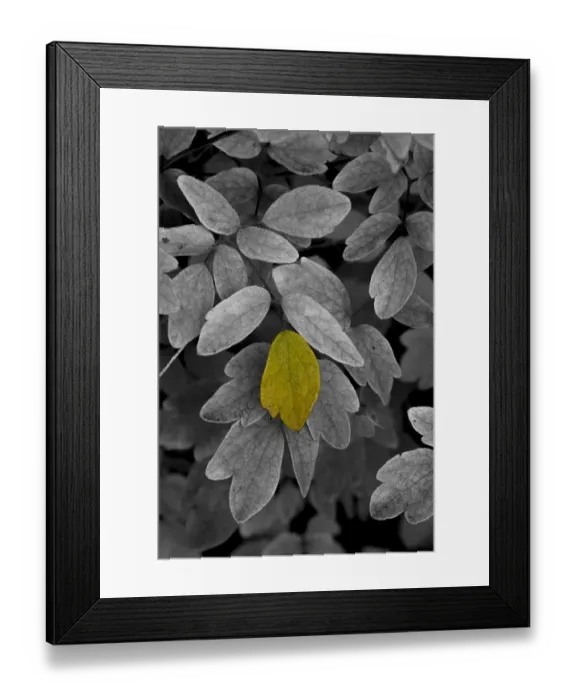Framed Print : USA, Minnsota, Duluth, Fall Color Framed Print : USA, Minnsota, Duluth, Fall Color