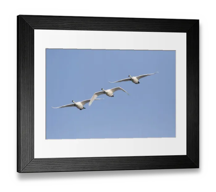 Framed Print : Trumpeter Swans (Cygnus buccinator) in flight Riverlands Migratory Bird Sanctuary Framed Print : Trumpeter Swans (Cygnus buccinator) in flight Riverlands Migratory Bird Sanctuary