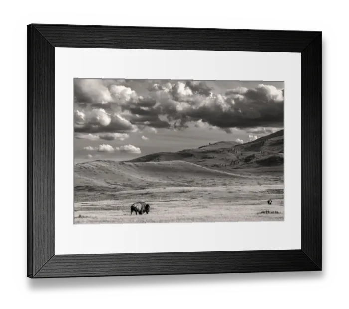 Framed Print : Bison bulls grazing at the National Bison Range in Moiese, Montana, USA Framed Print : Bison bulls grazing at the National Bison Range in Moiese, Montana, USA
