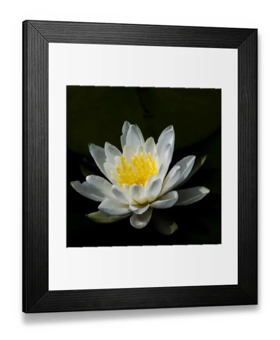 Framed Print : USA, Minnesota, La Salle Lake State Recration Area, La Salle Creek, Water Lilly Framed Print : USA, Minnesota, La Salle Lake State Recration Area, La Salle Creek, Water Lilly