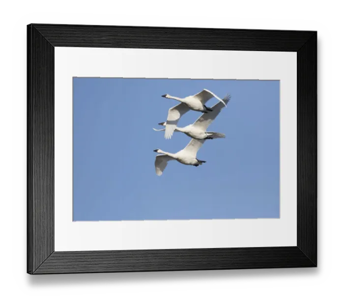 Framed Print : Trumpeter Swans (Cygnus buccinator) in flight Riverlands Migratory Bird Sanctuary Framed Print : Trumpeter Swans (Cygnus buccinator) in flight Riverlands Migratory Bird Sanctuary
