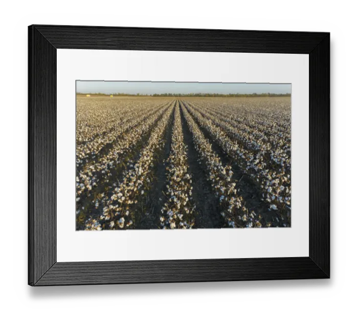 Framed Print : Cotton field at sunset, Stoddard County, Missouri Framed Print : Cotton field at sunset, Stoddard County, Missouri