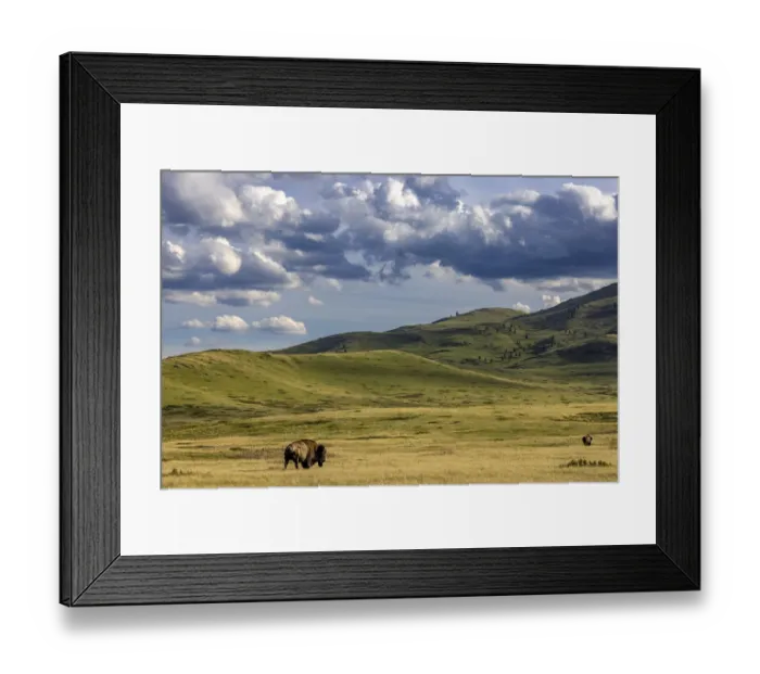 Framed Print : Bison bulls grazing at the National Bison Range in Moiese, Montana, USA