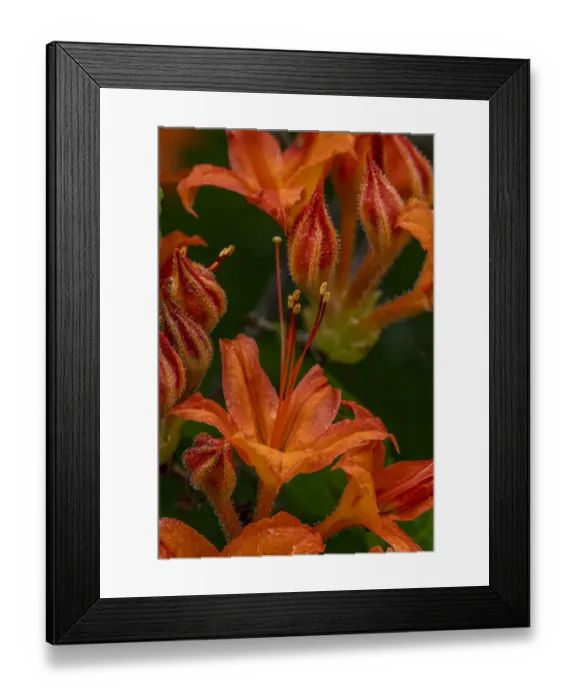 Framed Print : Tangerine Delight Azalea flowers in Northeast Harbor, Maine, USA Framed Print : Tangerine Delight Azalea flowers in Northeast Harbor, Maine, USA