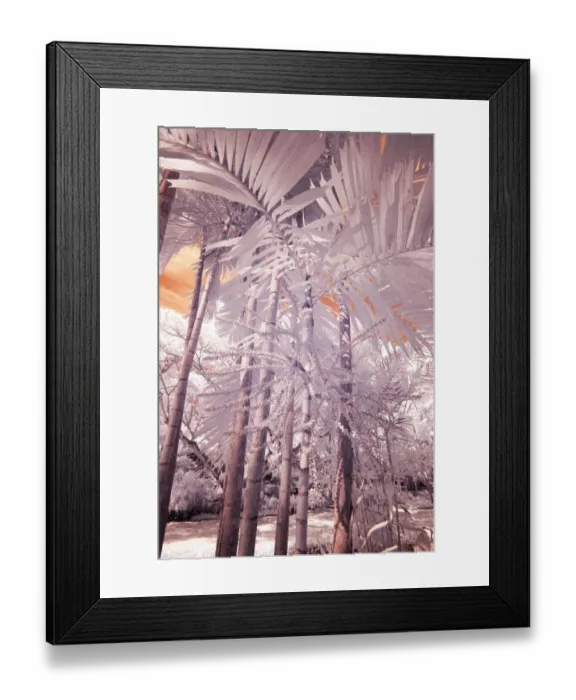 Framed Print : USA, Hawaii, Kauai, Infrared of palm trees of Kauai Framed Print : USA, Hawaii, Kauai, Infrared of palm trees of Kauai