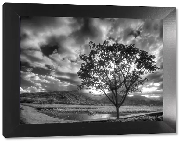 USA, Hawaii, Kauai, Infrared image of Lone tree in Taro fields
