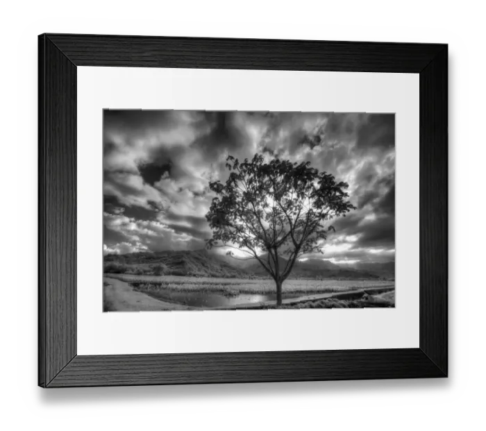Framed Print : USA, Hawaii, Kauai, Infrared image of Lone tree in Taro fields Framed Print : USA, Hawaii, Kauai, Infrared image of Lone tree in Taro fields