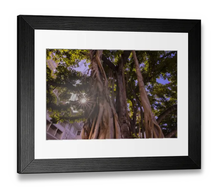 Framed Print : Majestic old Banyan tree with sunstar. Waikiki, Oahu, Hawaii Framed Print : Majestic old Banyan tree with sunstar. Waikiki, Oahu, Hawaii