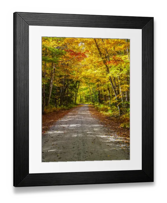 Framed Print : USA, New England, Maine, Wild River gravel road lined with Fall colored Birch