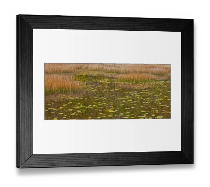 Framed Print : USA, New England, Maine, Mt. Desert Island, Acadia National park with lily pads in small Framed Print : USA, New England, Maine, Mt. Desert Island, Acadia National park with lily pads in small