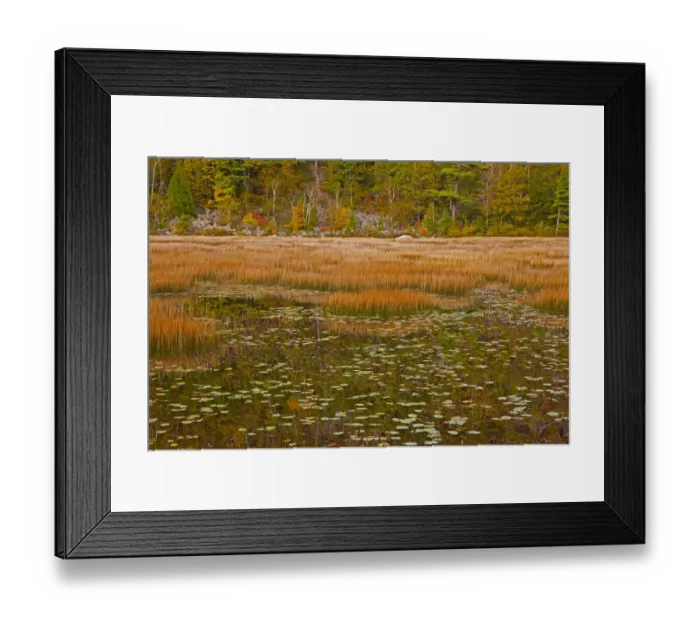 Framed Print : USA, New England, Maine, Mt. Desert Island, Acadia National park with lily pads in small