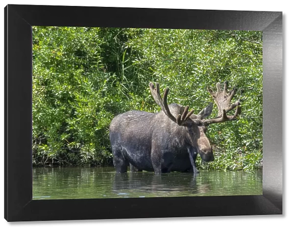 USA, Idaho. Bull Moose in Teton River