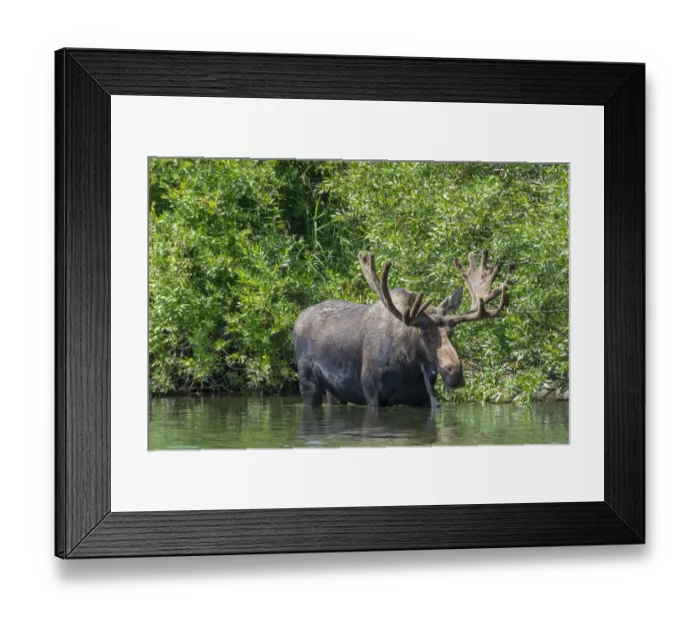 Framed Print : USA, Idaho. Bull Moose in Teton River Framed Print : USA, Idaho. Bull Moose in Teton River