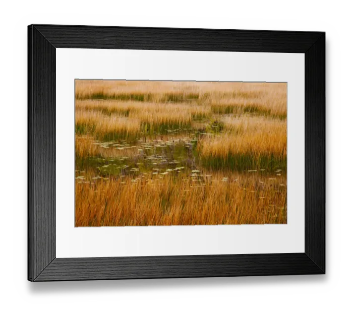 Framed Print : USA, New England, Maine, Mt. Desert Island, Acadia National park with lily pads in small