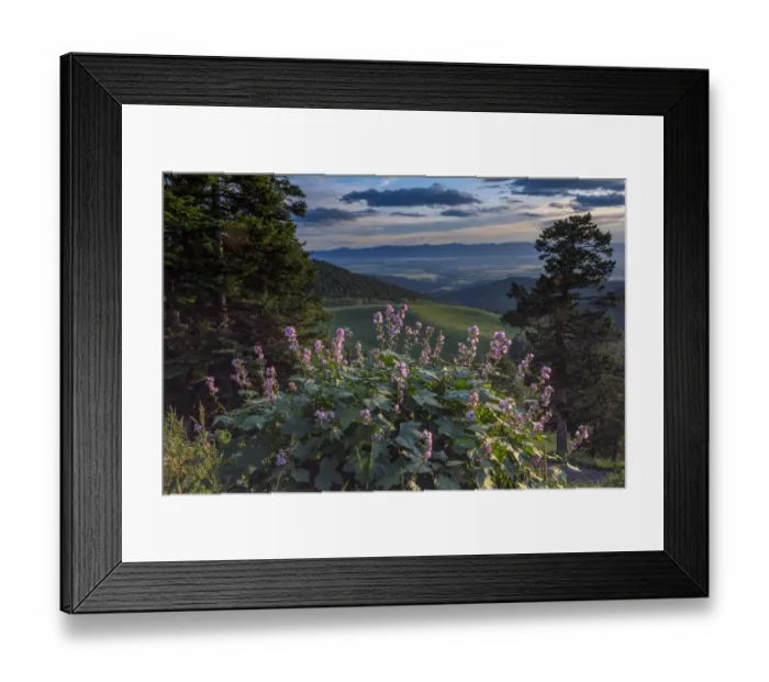 Framed Print : USA, Idaho. Mountain Globemallow and view of Teton Valley Framed Print : USA, Idaho. Mountain Globemallow and view of Teton Valley