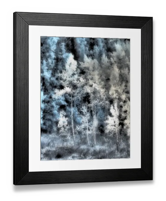 Framed Print : USA, Idaho, Aspens a with soft focus Framed Print : USA, Idaho, Aspens a with soft focus