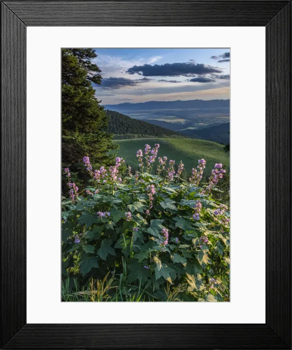 Framed Print : USA, Idaho. Mountain Globemallow and view of Teton Valley Framed Print : USA, Idaho. Mountain Globemallow and view of Teton Valley