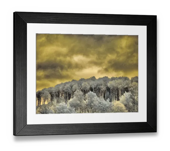 Framed Print : USA, Idaho, Aspens a with clouds Framed Print : USA, Idaho, Aspens a with clouds
