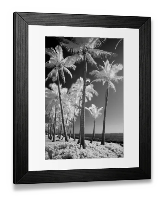 Framed Print : USA, Hawaii, Kauai, Infrared of palm trees of Kauai