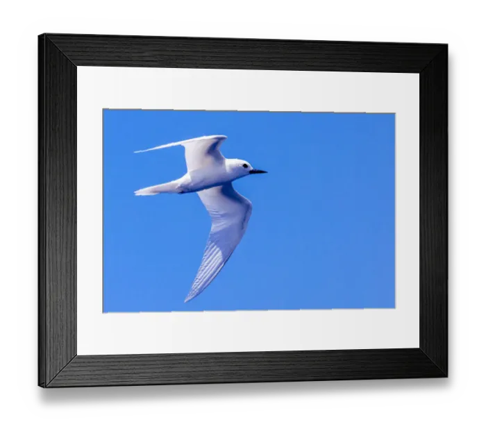 Framed Print : White Tern in Hawaiian a Manu-o-Ku in flight. Waikiki Framed Print : White Tern in Hawaiian a Manu-o-Ku in flight. Waikiki