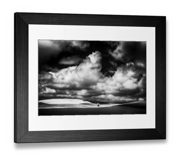 Framed Print : USA, Idaho, Palouse Country, Small tree in wheat field with Running light Framed Print : USA, Idaho, Palouse Country, Small tree in wheat field with Running light